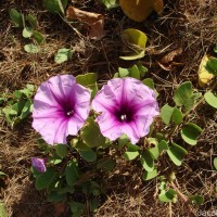 Ipomoea pes-caprae (L.) R.Br.